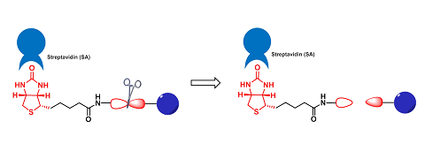 可裂解探针 (Cleavage Probes)